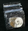 Goniatite & Orthoceras Fossil Card Holder #14591-1